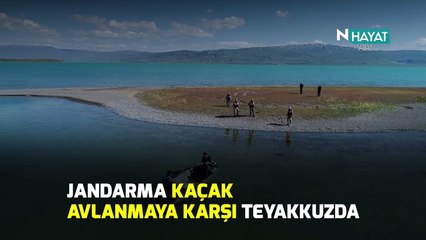 N Hayat... Kefal nöbeti (Sadece Van ve Alaska’da yaşıyor)