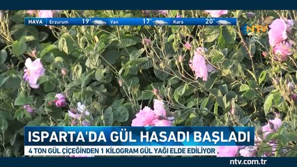 4 ton gülden 1 kg gül yağı elde diliyor (Gül hasadı başladı)
