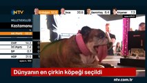 İşte dünyanın en çirkin köpeği (Zsa Zsa, jüriyi dili ile etkiledi)