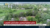 Leylek yavruları yuvadan çıktı (Yuvalar internetten izlenebiliyor)