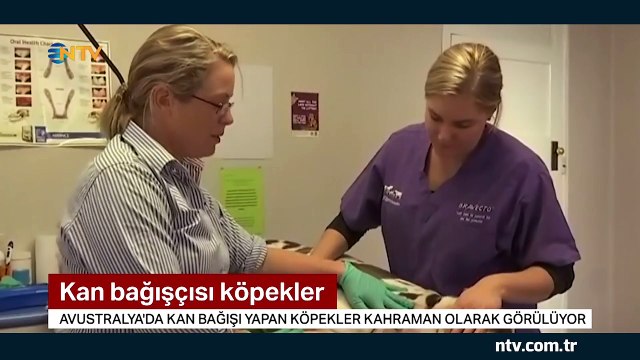 Kan bağışı sadece insanlar için değil diğer canlılar için de önem taşıyor