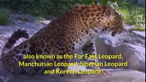 Northeast Asian leopard, Persian leopard and Snow leopard