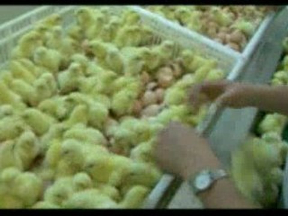 We feed the world trailer