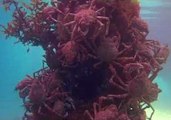 Victoria Seabed Covered With Hundreds of Molting Spider Crabs