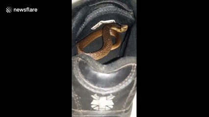 Boy survives after being bitten by baby cobra hiding in his shoe
