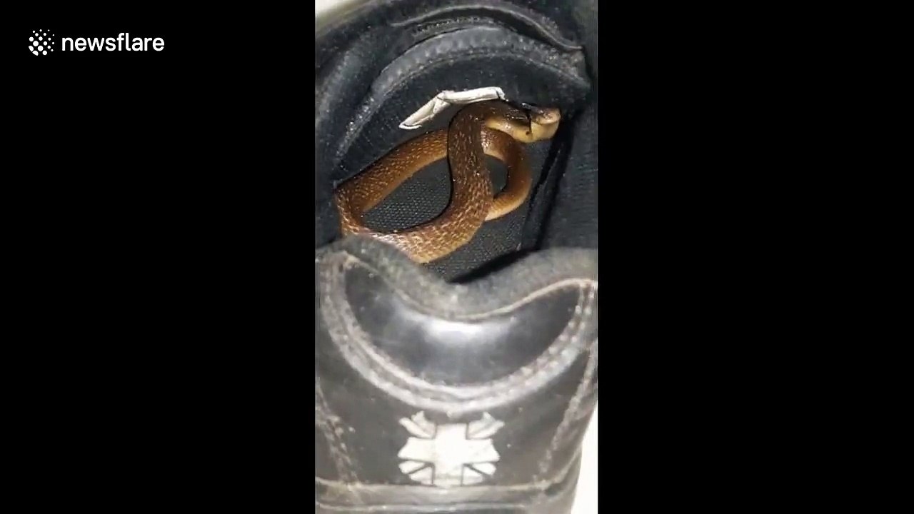 Boy survives after being bitten by baby cobra hiding in his shoe