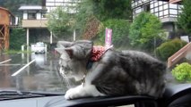 Les essuie-glaces de la voiture entraînent le chat dans une frénésie ludique