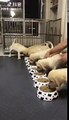 【Video】Ready, set, go! These puppies are hungry and ready to get at their food. Video: Tik Tok