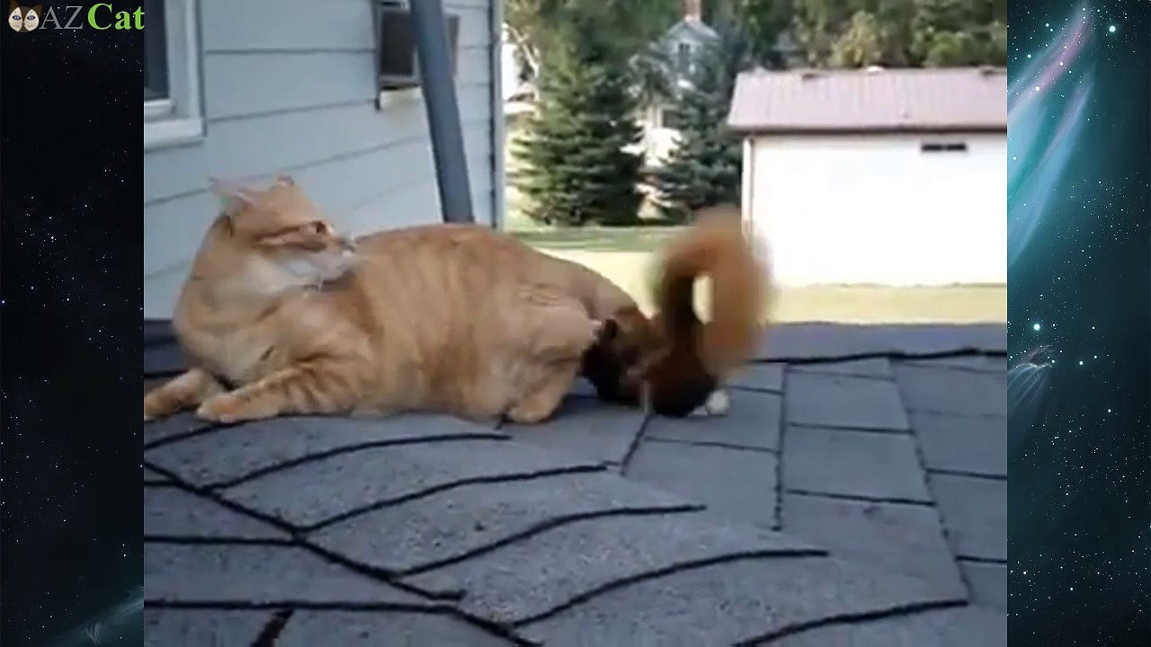 squirrel vs cats