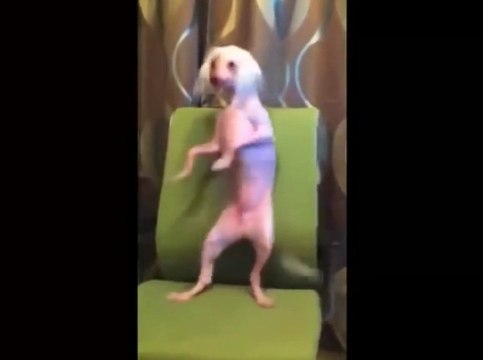 Top 50 Funny Cats And Dogs Dancing Of All Time