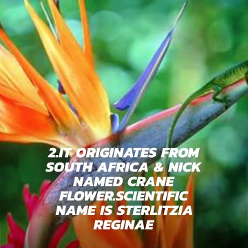 About birds of Paradise flowers