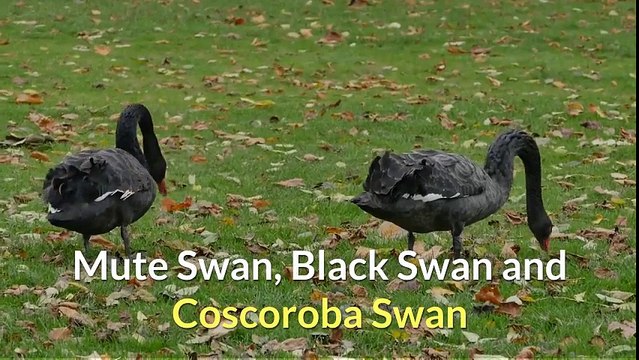 Mute Swan, Black Swan and Coscoroba Swan