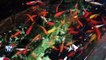L'aquarium de Paris: un refuge pour poissons rouges