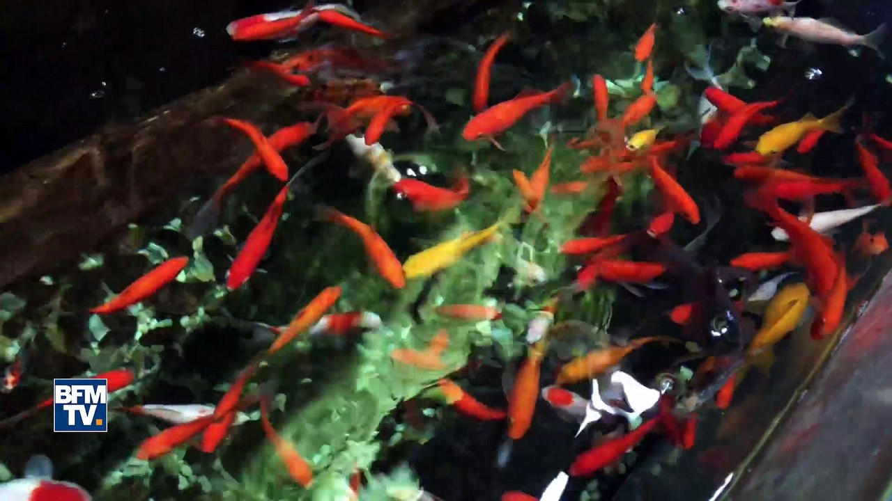 L'aquarium de Paris: un refuge pour poissons rouges