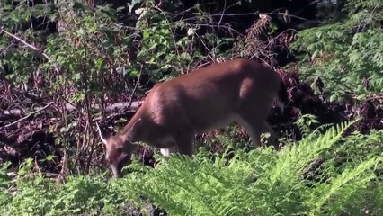 African Wild Dogs vs Impala -eaten alive