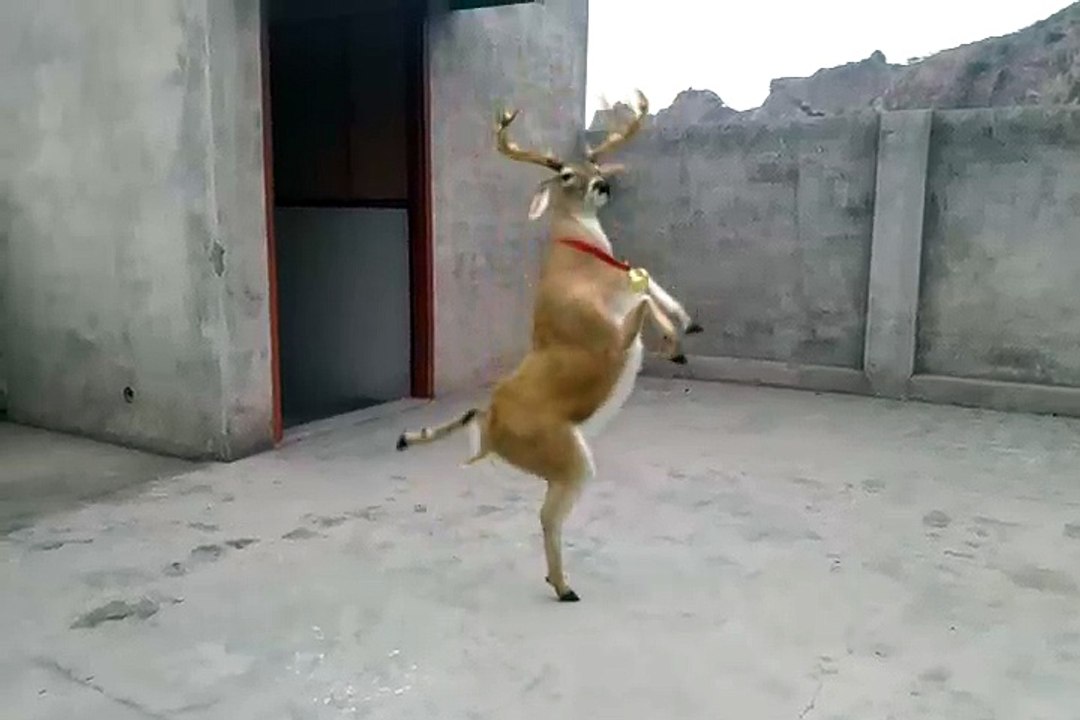 Deers Dancing-Fx Guru[U.P]