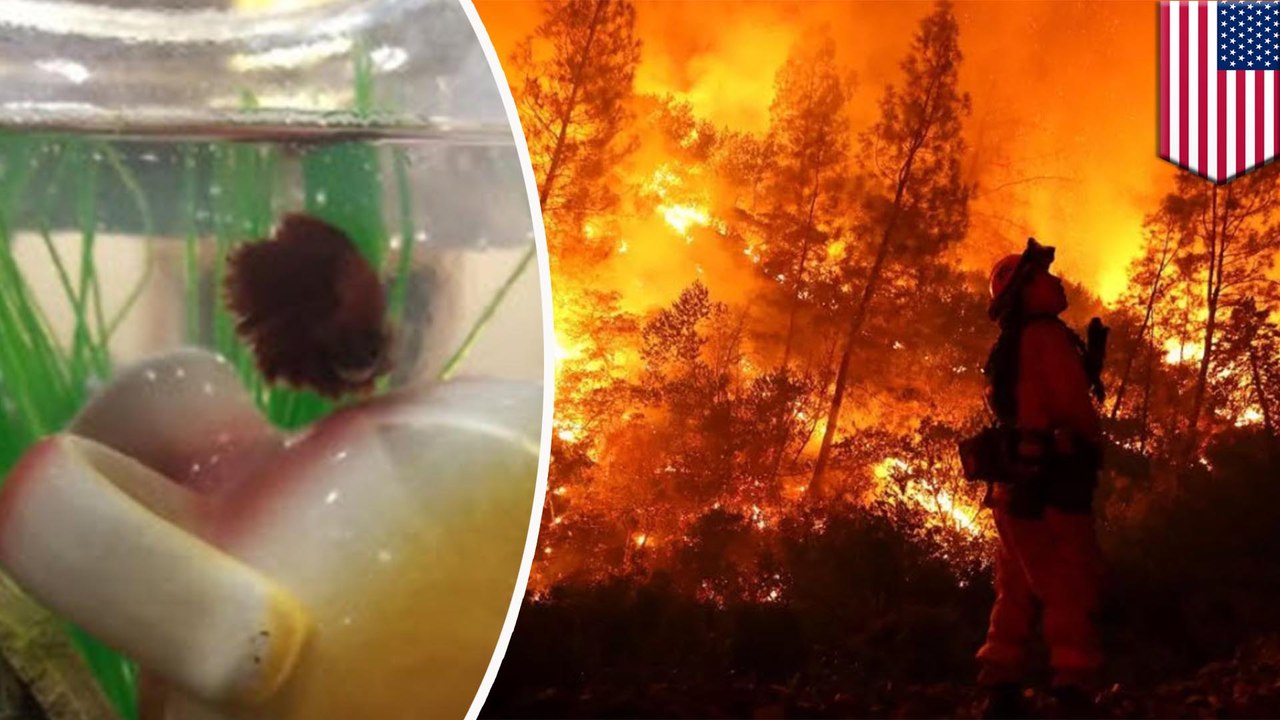 Family returns from Carr Fire to find fish alive thanks to some help