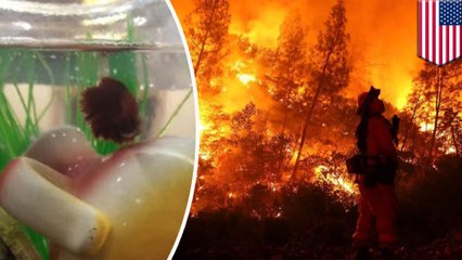 Family returns from Carr Fire to find fish alive thanks to some help