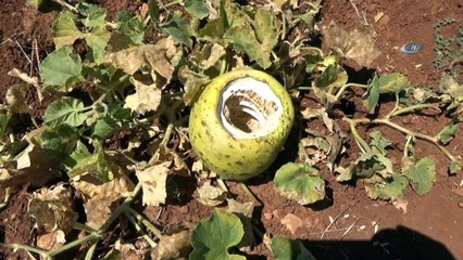 İtfaiye ekipleri kayıp dananın peşinde