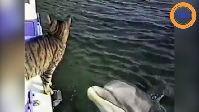 Une belle rencontre entre un chat et des dauphins !