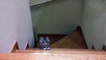 my cat is climbing up the stairs