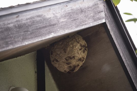 Nid de guêpes ou de frelons : que (ne pas) faire ?
