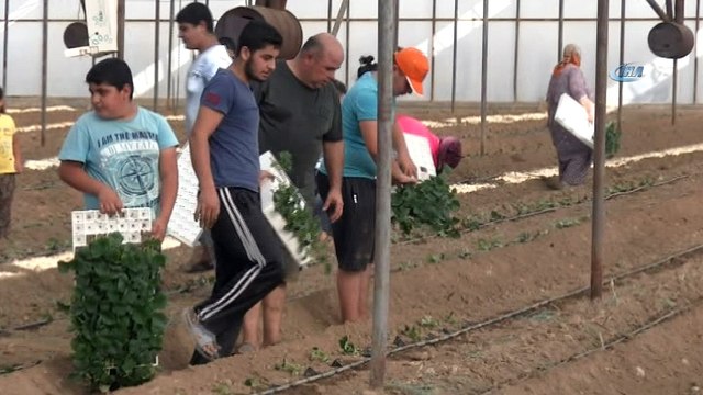 Dolara tepki olarak fide ekimini 1 ay öne aldılar