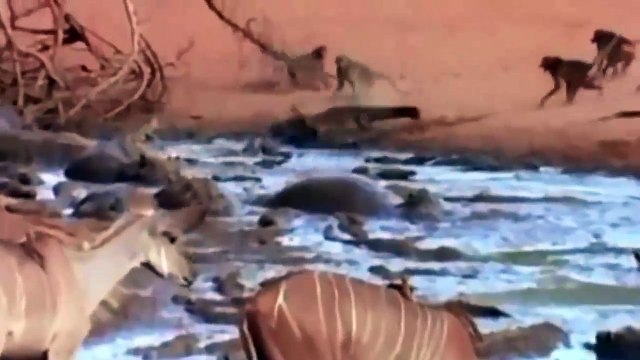 Baboon vs Crocodile -Fight for survival
