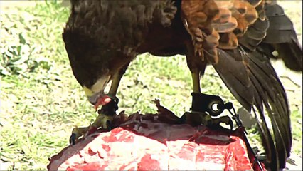 Terror Raptor - The Prehistoric King Of The Beasts