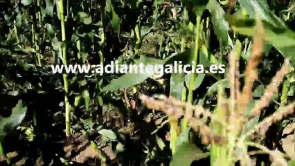 Los jabalíes causan destrozos en San Cristóbal de Mallón