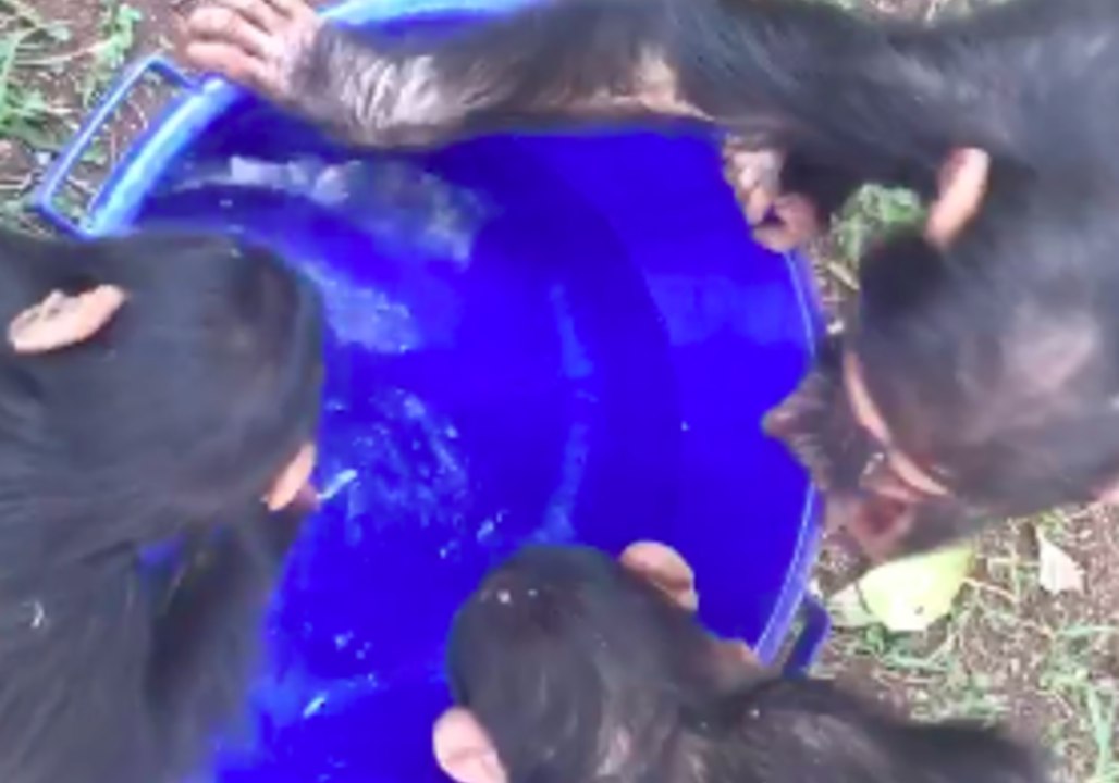 To Drink or to Play? Baby Chimpanzees Investigate Bucket of Water