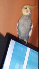 Moja papuga w rytmie piosenki - polish parot