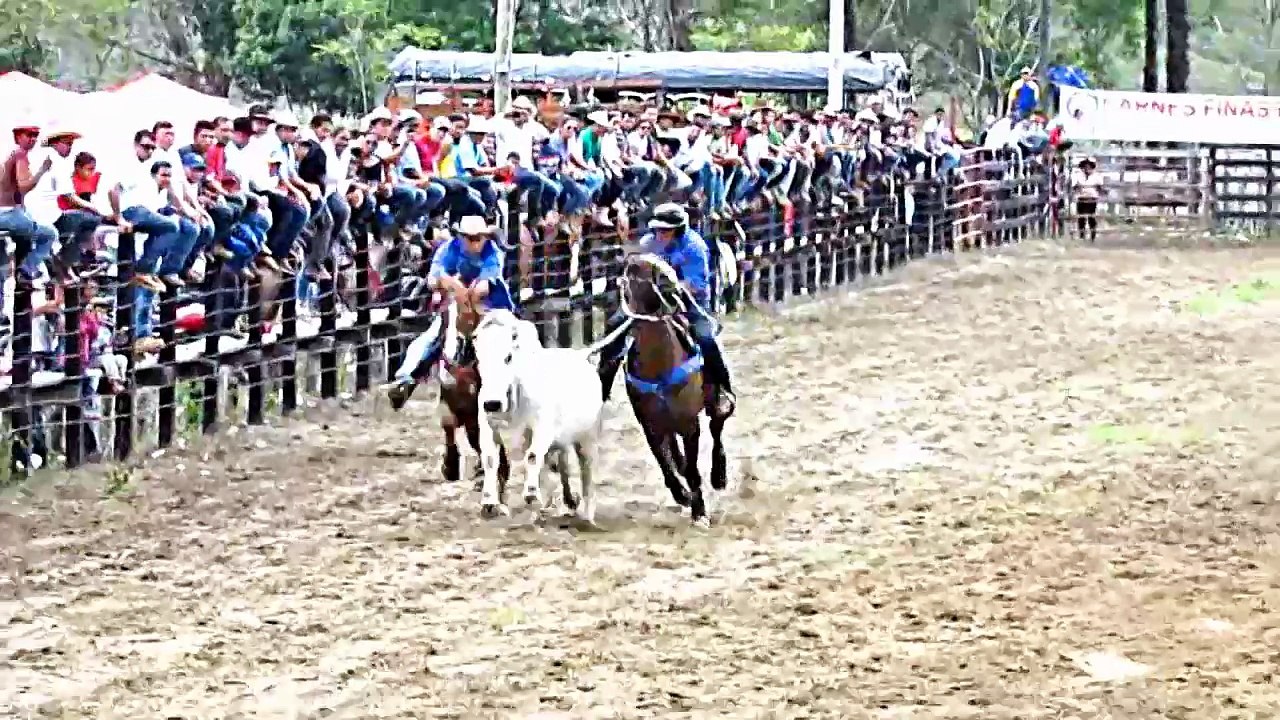 COLEO SEGUNDO CHOLO DE ORO