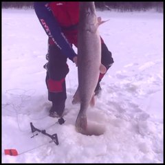 Tải video: Ce pecheur canadien va faire une prise incroyable : brochet qui passe à peine par le trou