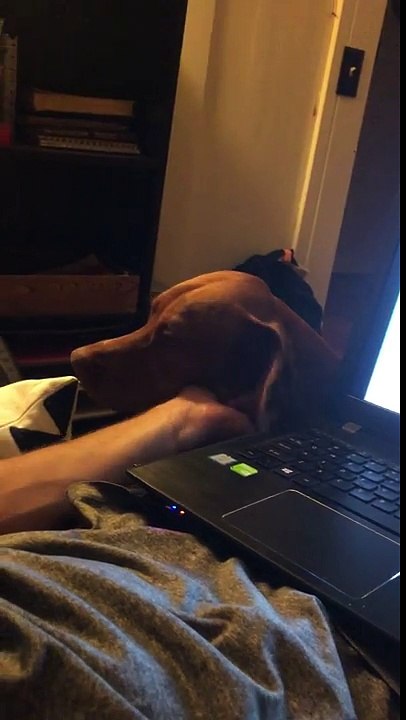 Ce chien est en manque de calins