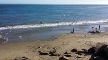 All About Whales - Humpback Whales Feeding 30 Yards From Beach West Cliff Dr - Santa Cruz, CA