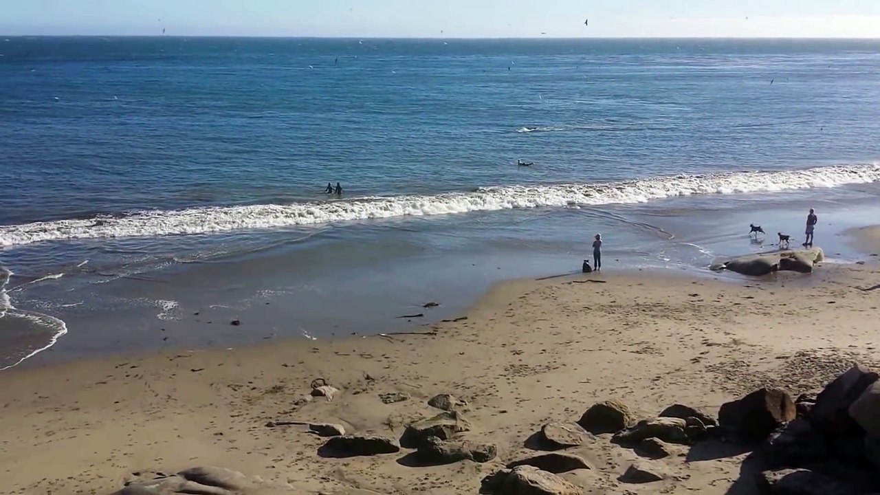 All About Whales - Humpback Whales Feeding 30 Yards From Beach West Cliff Dr - Santa Cruz, CA