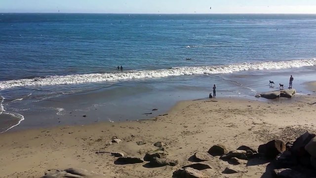 All About Whales - Humpback Whales Feeding 30 Yards From Beach West Cliff Dr - Santa Cruz, CA