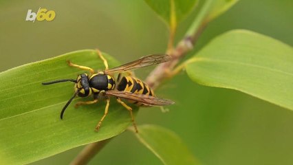 Avoid Getting Stung by Following These 5 Tips for a Wasp-Free Picnic