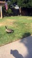 Goose Follows Man on Walk Around Neighborhood