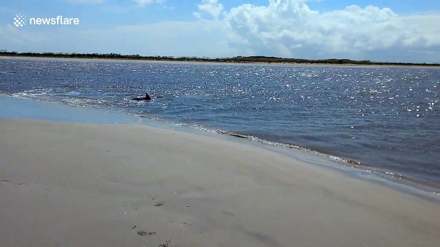 US woman films dolphins beaching themselves to feast on fish