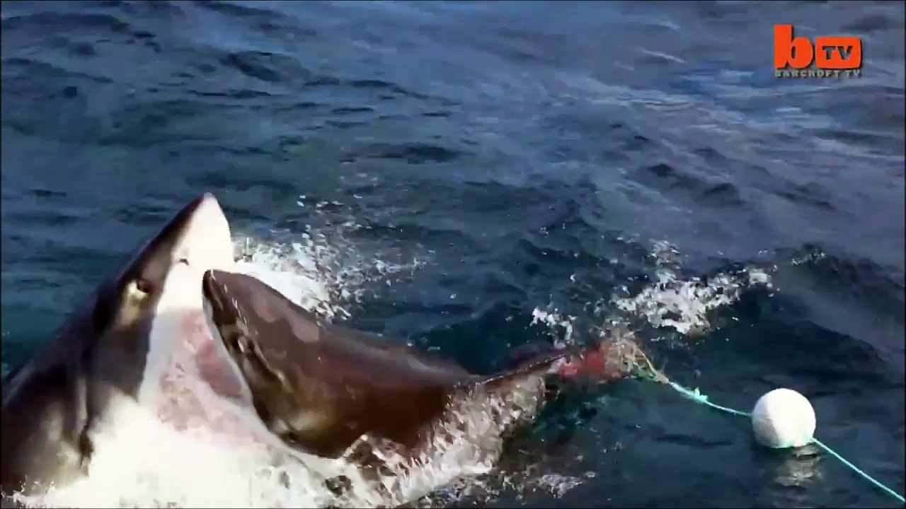Un grand requin blanc en dévore un autre sous les yeux des touristes