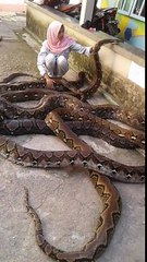 Elle s'amuse avec plusieurs pythons géants