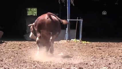25 Bin Liralık Kurbanlık Boğa Alıcısını Bekliyor