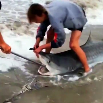 Fishermen remove hook from shark's mouth at Warnbro Beach