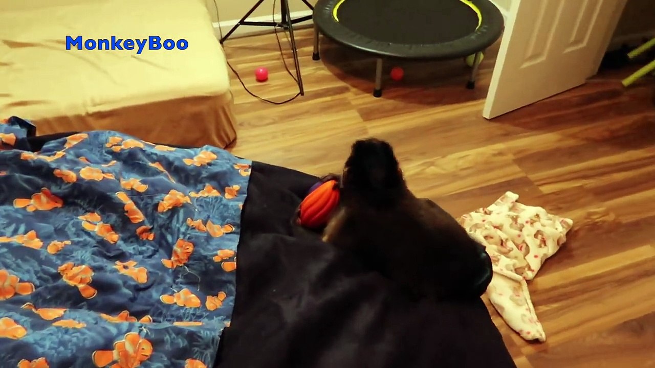 Monkey Play Room FUN!
