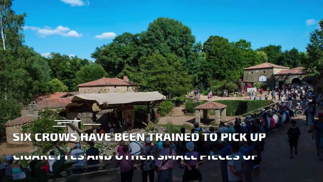 Crows Trained to Pick Up Garbage At France Theme Park