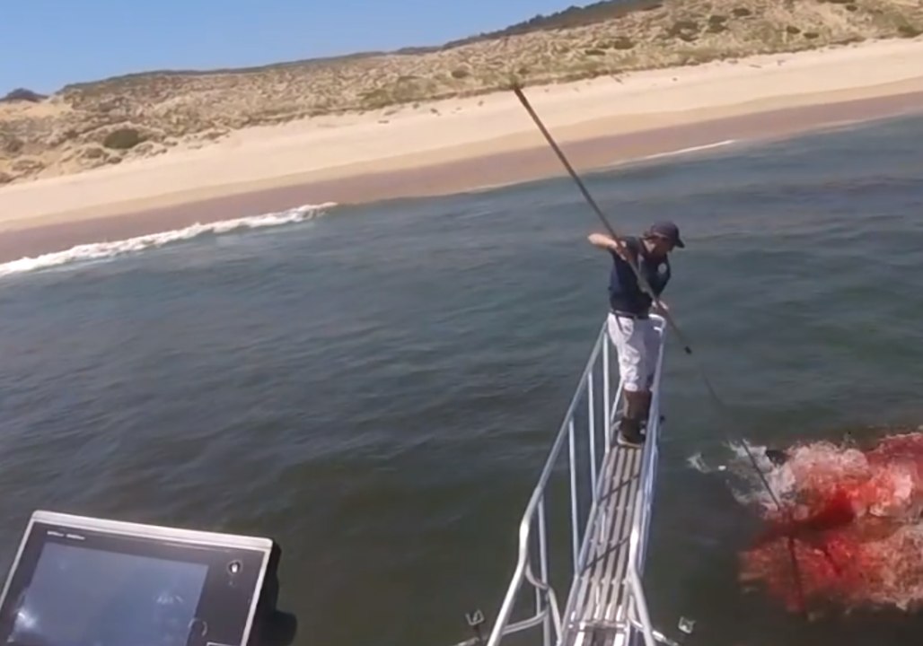 Great White Shark's Seal Hunt Makes for Dramati...