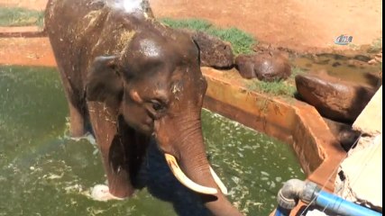 Sıcaktan Etkilenen 5 Tonluk Filler Tazyikli Su ile Serinletiliyor