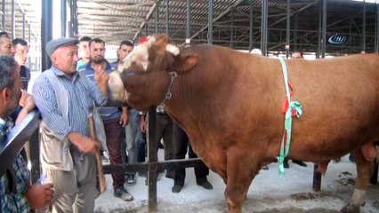 1 ton 600 kiloluk 'Paşa' otomobil fiyatına satıldı